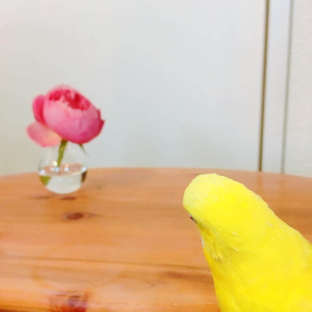 のインスタグラム：「. 花を見つめるもみじ . #セキセイインコ」
