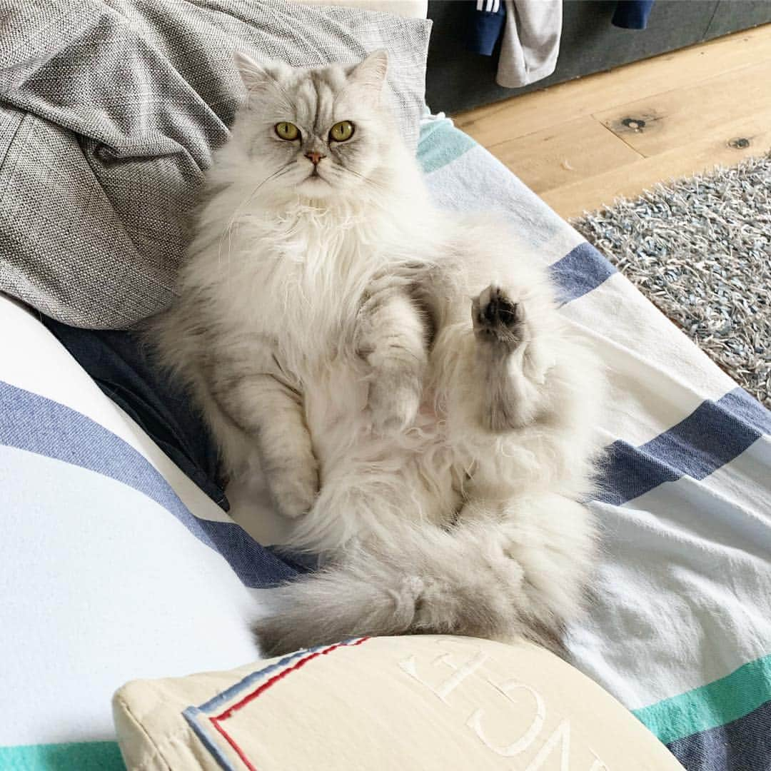 Milkshake the Catさんのインスタグラム写真 - (Milkshake the CatInstagram)「If you’re just standing there hand me over the remote, will ya?」1月15日 20時37分 - milkshake.thecat