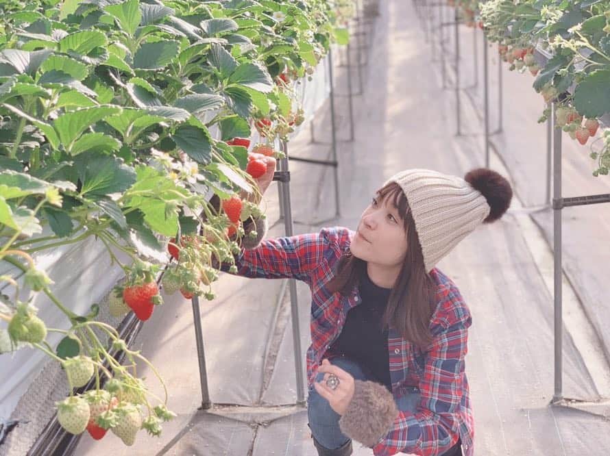 のインスタグラム：「いちごパラダイス〜🍓どれ食べる？ #紅ほっぺ #いちご狩り #mihiro #instagood  #instadiary  #instalike #instamood  #ow #instapic #instaphoto #girl　#follow #followme  #japanesegirl」