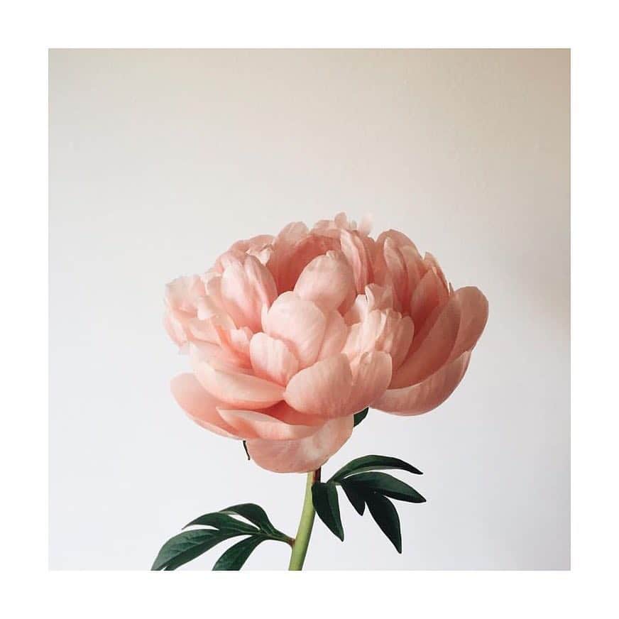 チョン・リョウォンさんのインスタグラム写真 - (チョン・リョウォンInstagram)「. 좋아하는꽃- my favorite flowers- 작약 peony 가끔 ranunculus랑 헷갈린다는 english rose 목련 magnolia 그리고 양귀비 poppy」1月15日 20時09分 - yoanaloves