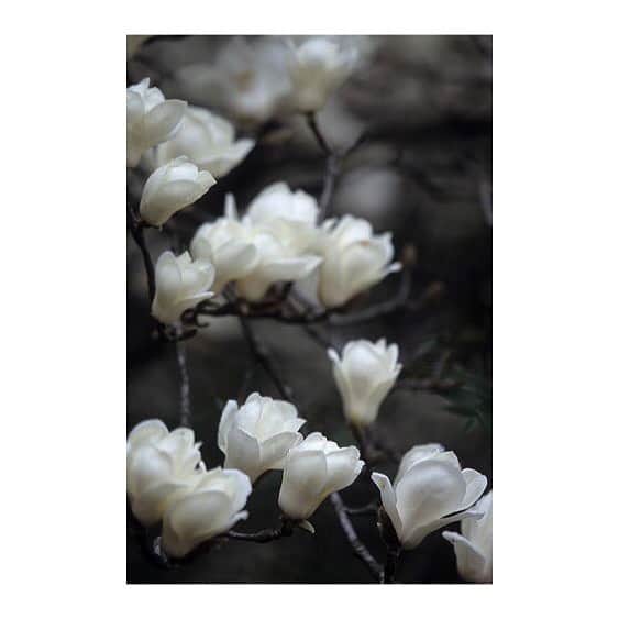 チョン・リョウォンさんのインスタグラム写真 - (チョン・リョウォンInstagram)「. 좋아하는꽃- my favorite flowers- 작약 peony 가끔 ranunculus랑 헷갈린다는 english rose 목련 magnolia 그리고 양귀비 poppy」1月15日 20時09分 - yoanaloves