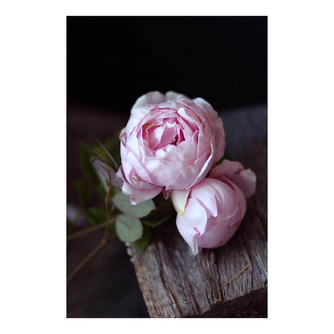 チョン・リョウォンさんのインスタグラム写真 - (チョン・リョウォンInstagram)「. 좋아하는꽃- my favorite flowers- 작약 peony 가끔 ranunculus랑 헷갈린다는 english rose 목련 magnolia 그리고 양귀비 poppy」1月15日 20時09分 - yoanaloves