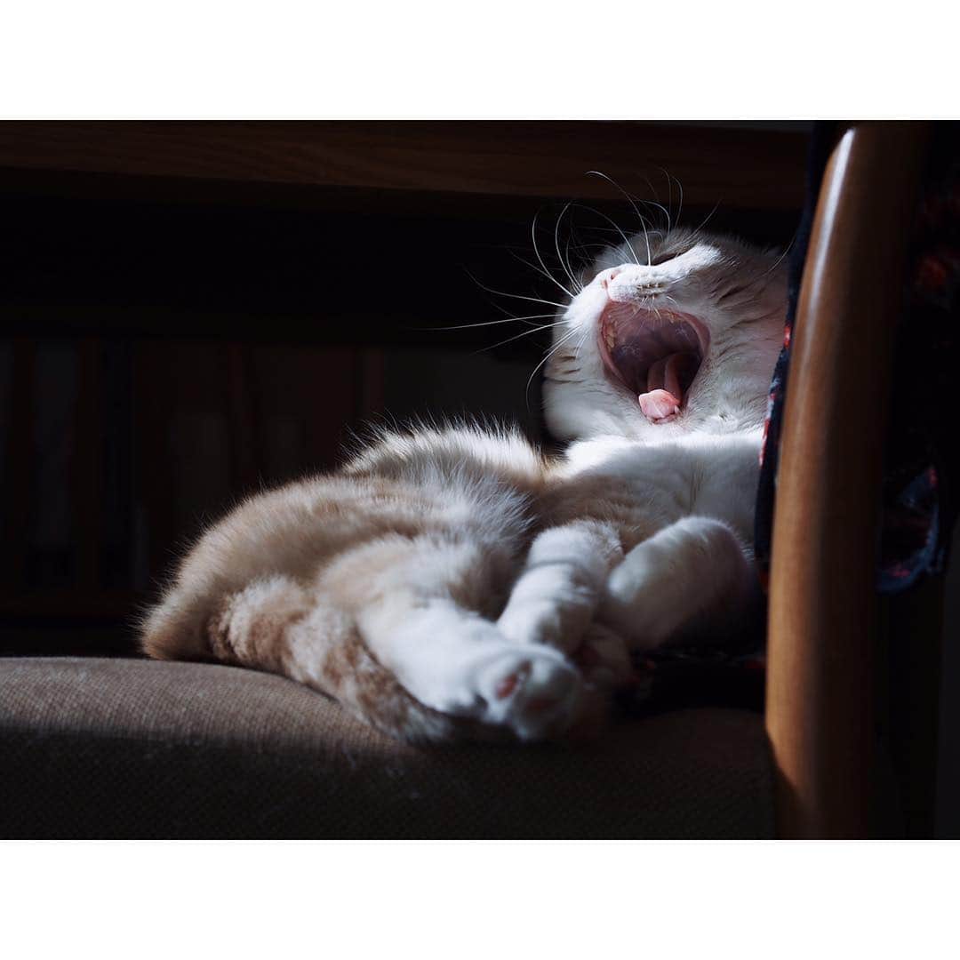 lemongeのインスタグラム：「* * ぼくが いってやる でっかい こえで いってやる ガンバレって いってやる きこえるかい ＼＼\\ガ  ン  バ  レ//／／ * * * * * 受験生もそうじゃない人も 色々あるよね だから、がんばれ👍 * * * * * * * 我が家にも受験生がおりまして 日々ドキドキしておりますが ここまで頑張って来たので あとは結果を出すのみ、 心の中でそっと応援中です。 ちびっと気持ちの余裕が戻ってきたところですが 春🌸になったらまたお会いしましょう ぐっとらっく🍀」