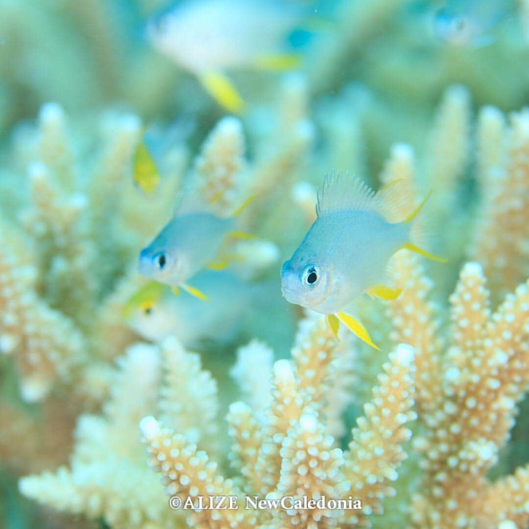 alize 「アリゼ」のインスタグラム：「オビキュラーダムゼル  #セシュクロワッサン #alizedive #newcaledonia #noumea #diving #diver #divermag #nouvellecaledonie #gopro  #underwaterphoto #ニューカレドニア #ダイビング #水中写真 #ダイビング好きな人と繋がりたい #水中撮影 #水中マクロ #スズメダイ @alizedive」