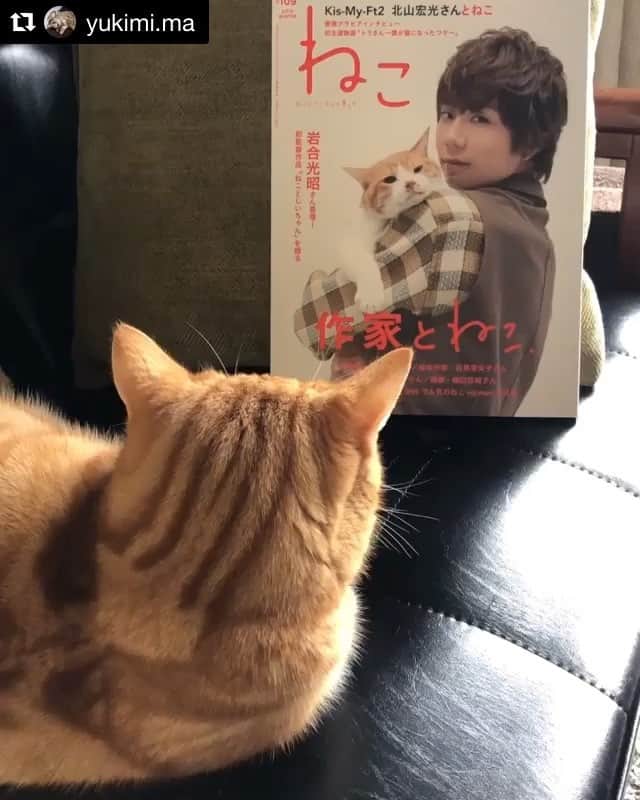 ねこのインスタグラム