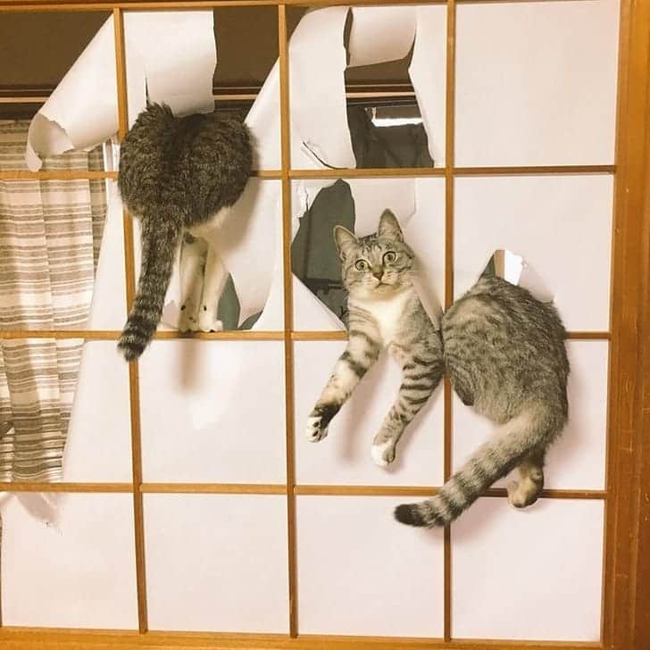 PETomorrowのインスタグラム：「猫「お、おかえり～！」 #猫　#サプライズ　#猫好きさんとつながりたい #Cats #catstagram #japan #保護猫」