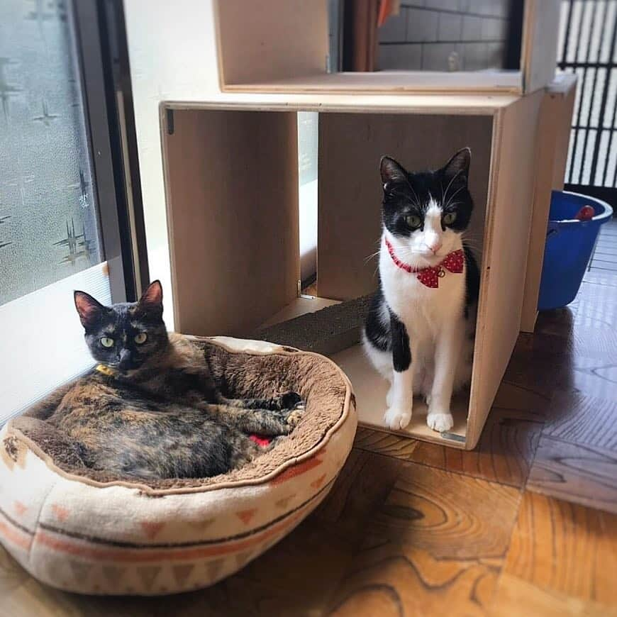 ねこさんのインスタグラム写真 - (ねこInstagram)「2人でお留守番👭🍬 #neko_magazine #ねこ #猫 #ネコ #catstagram #cat #ねこマガジン #NEKONOBA #サビ猫 #さびねこ #サビネコ」1月16日 12時12分 - neko_magazine