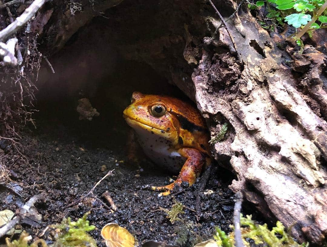 真奈さんのインスタグラム写真 - (真奈Instagram)「25歳最高のスタート ですわい🐸🧡 これからも 宜しくお願い致します☺️ いつも皆んなありがとう❤︎ . . . #めんたいパーク  #kawazoo #カエル #可愛すぎた」1月16日 18時00分 - manatmnt0116