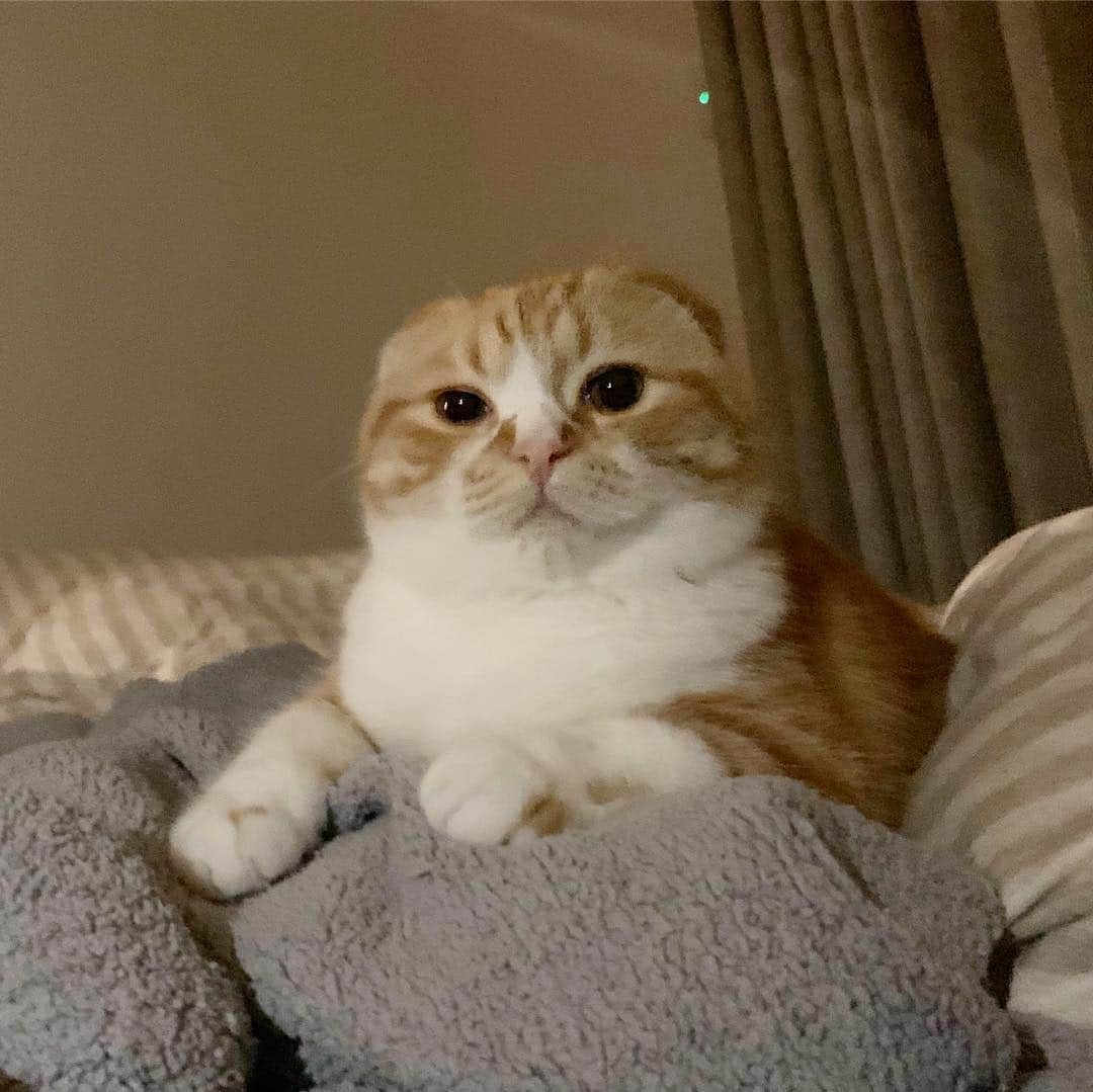 HIKAKINさんのインスタグラム写真 - (HIKAKINInstagram)「ボス感が出て来た😟  #まるお #猫」1月16日 21時21分 - hikakin