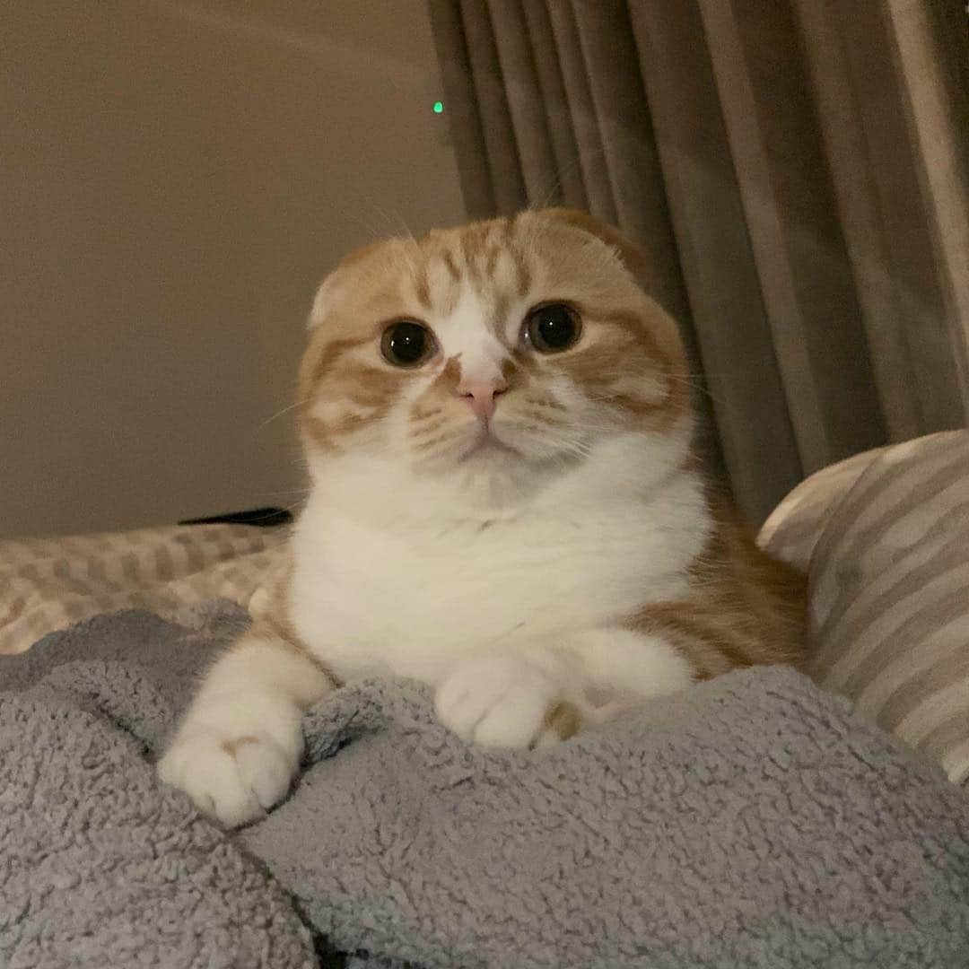 HIKAKINさんのインスタグラム写真 - (HIKAKINInstagram)「ボス感が出て来た😟  #まるお #猫」1月16日 21時21分 - hikakin