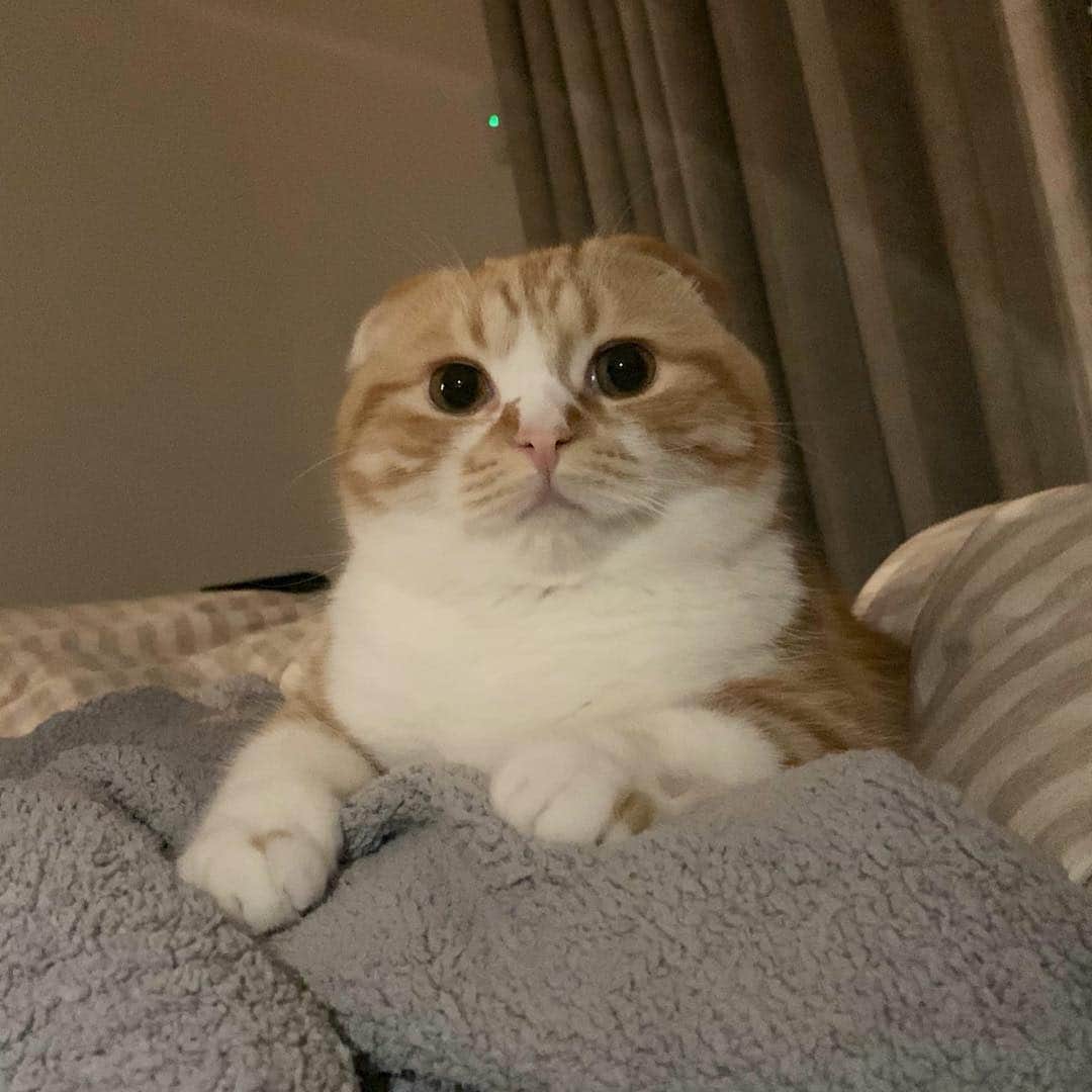 HIKAKINのインスタグラム：「ボス感が出て来た😟  #まるお #猫」