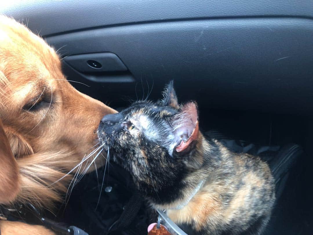 デビー・ライアンのインスタグラム：「wholesome image. 🦴🐾🧶 like this to leave enemies in 2018」