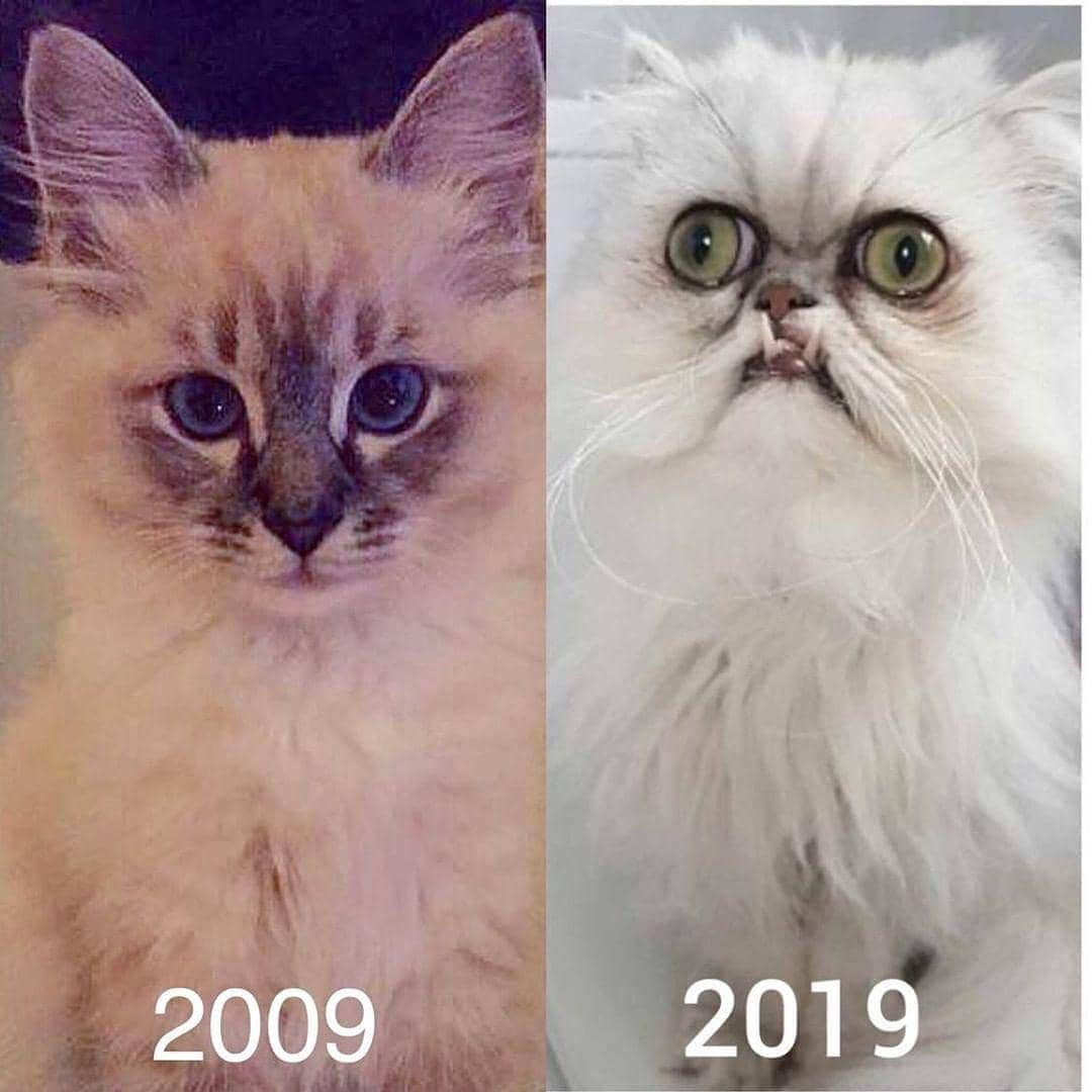 Aww Clubさんのインスタグラム写真 - (Aww ClubInstagram)「When life hits you really hard 📷@missenell with @wilfredwarrior  #meowed #birman #gilbertandnelly #chinchilla #persian #wilfredwarrior #10yearchallenge #transformation」1月17日 16時05分 - meowed
