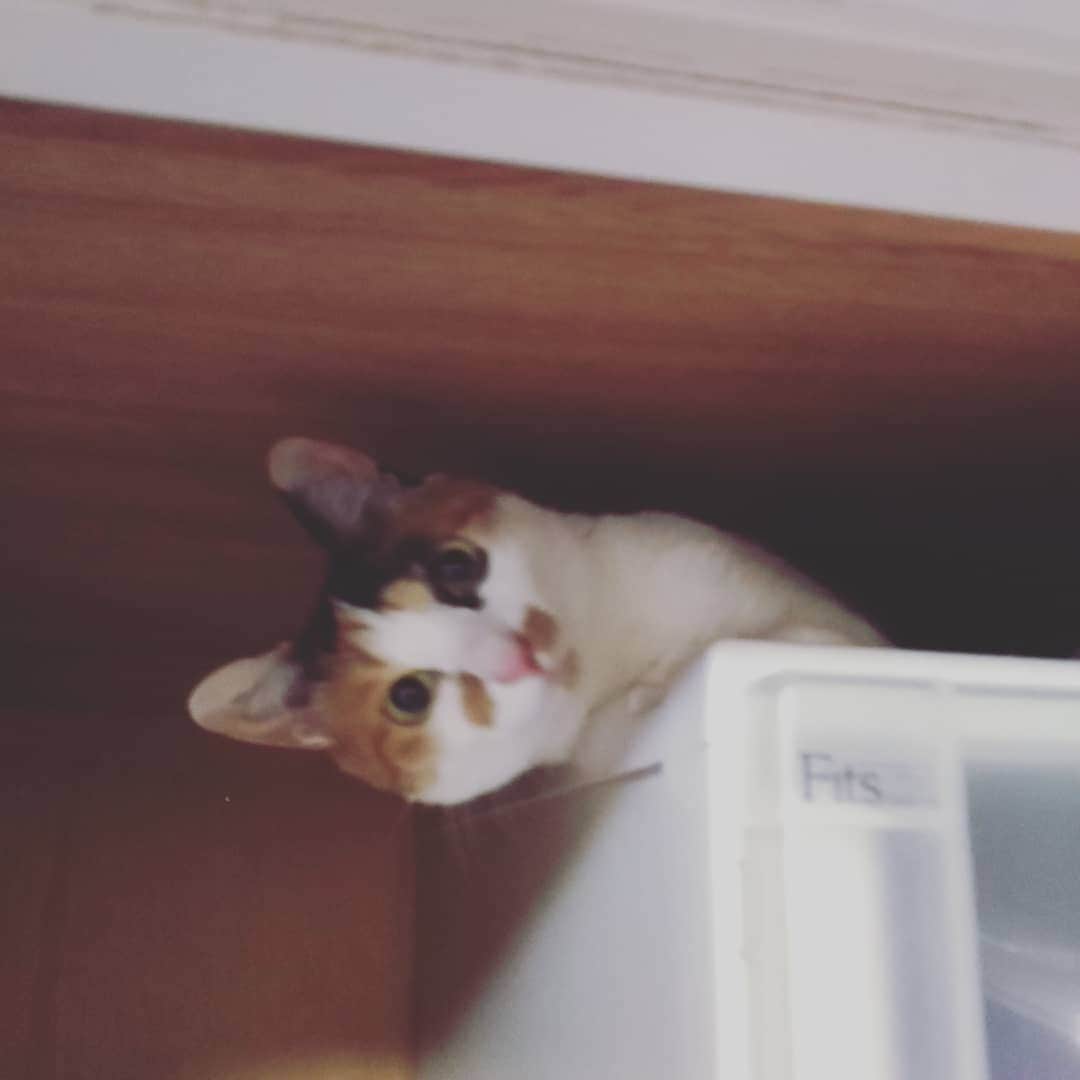 出口博之さんのインスタグラム写真 - (出口博之Instagram)「なんだその顔は #つくね #猫 #ねこ #cat #おしいれのぼうけん」1月17日 16時45分 - hiroyukideguchi