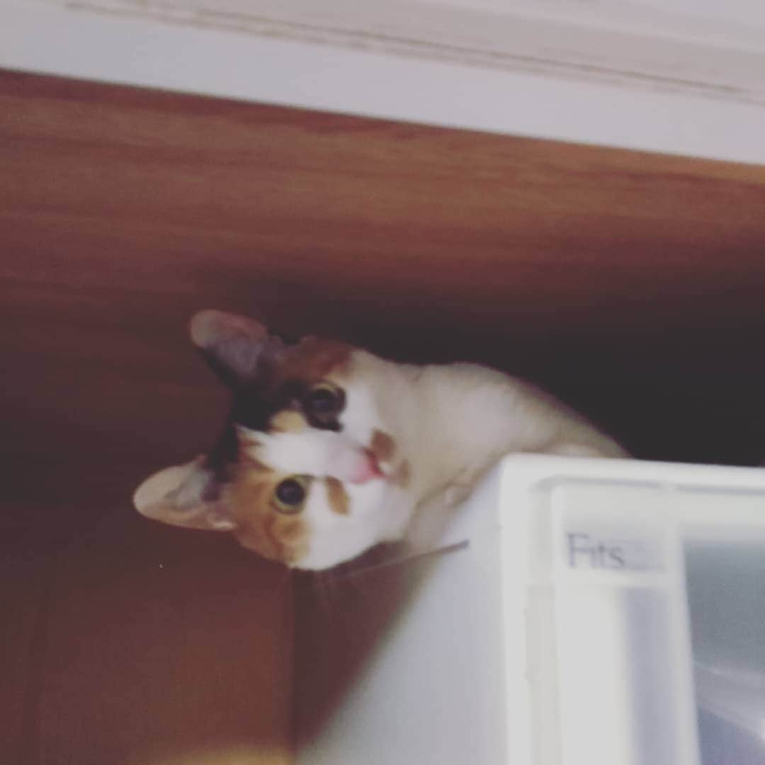 出口博之のインスタグラム：「なんだその顔は #つくね #猫 #ねこ #cat #おしいれのぼうけん」