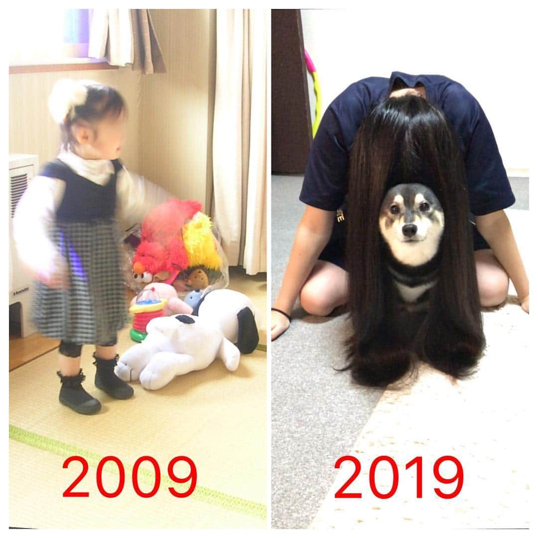 吾子さんのインスタグラム写真 - (吾子Instagram)「・ #10yearschallenge 🐶💕 ・ 10年前はアコはこの世にいないけど、おねえちゃんは👧🏻きっとアコが来るのを待ってたんだよね🐶💕 ・ 運命の里親掲示板で見つけてくれるの待ってたよ🐶💕✨ ・ #貞子も付き合うよ #ギャラ🍖はずんでね #髪長って ・ 北海道の柴犬 #柴北会 の皆ワン🐶💕雪にも寒さに負けずクン活がんばろう❗️ ・ #アコンダー2019再販中🗓  #adorable #instadog#shibainu#dog#instagramjapan#instashiba#kuroshiba #kuroshiba#socute #cutedog#いぬのきもち #黒柴 #dogstagram#sapporo」1月17日 17時08分 - acoshiba