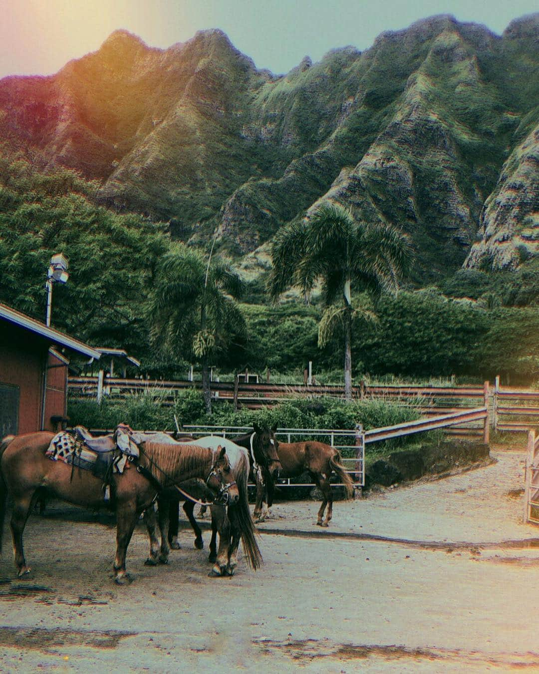 加治ひとみさんのインスタグラム写真 - (加治ひとみInstagram)「Horse riding.🐴🐴🌈✨ - - #travel  #nature」1月17日 22時21分 - kaji_26