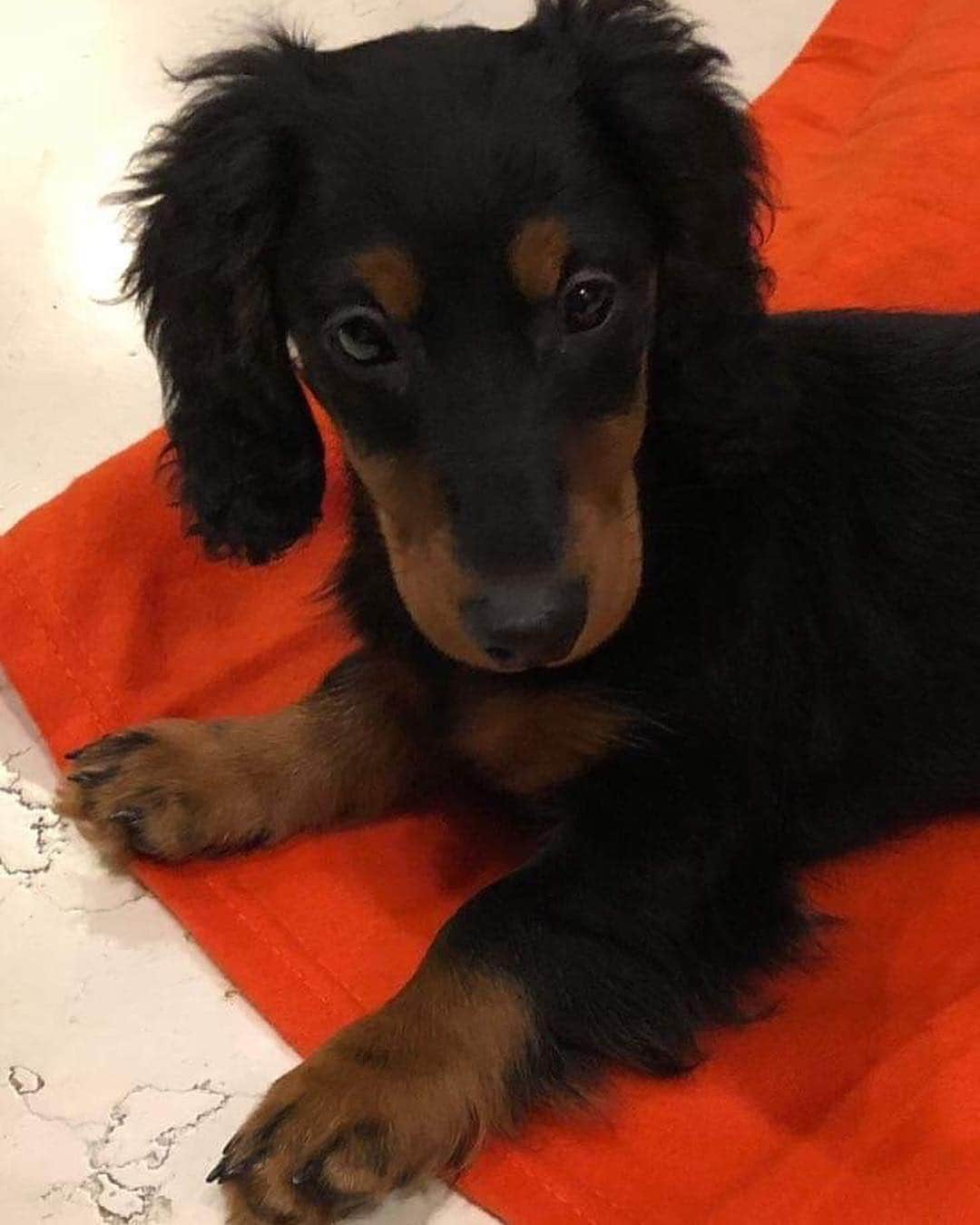 ナタリア・カリシェクさんのインスタグラム写真 - (ナタリア・カリシェクInstagram)「My boy is 4 months old today!!!#dashund #love #bestfriends #bettertogether ♥️🐶🐾」1月17日 23時54分 - natalia.kaliszek