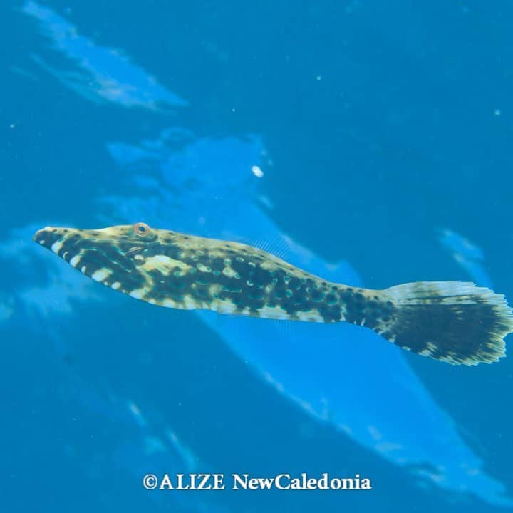 alize 「アリゼ」さんのインスタグラム写真 - (alize 「アリゼ」Instagram)「#ソウシハギ 若い子  #newcaledonia  #underwatermarco #divermag #underwaterphotography #uwphotographer #instadive #water_of_our_world #scubadiving #instagramjapan #lascuba #total_underwater #underwaterworld #marcophotography #divepix #kings_underwater #sportdivermag #discoverocean #sucubadivingmag #underwaterlife #alizedive #水中写真 #ニューカレドニア #水中カメラ」1月18日 15時28分 - alizedive