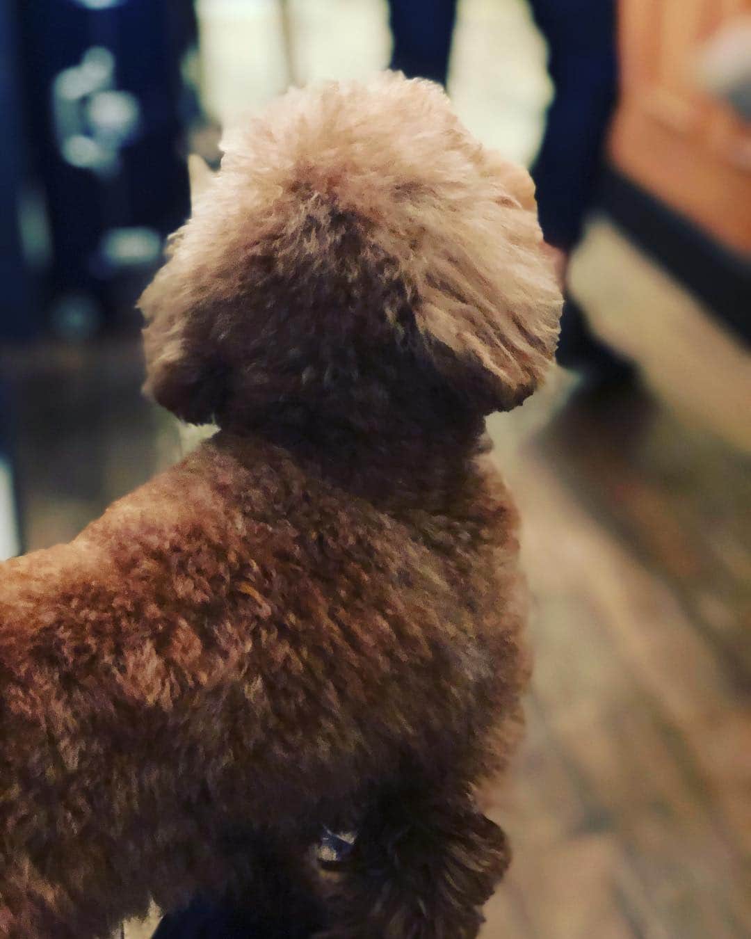 松阪ゆうきのインスタグラム：「美容室のワンコ。  くつろぎ過ぎやろ（笑）  #いぬ  #膝の上  #くつろぎすぎ」
