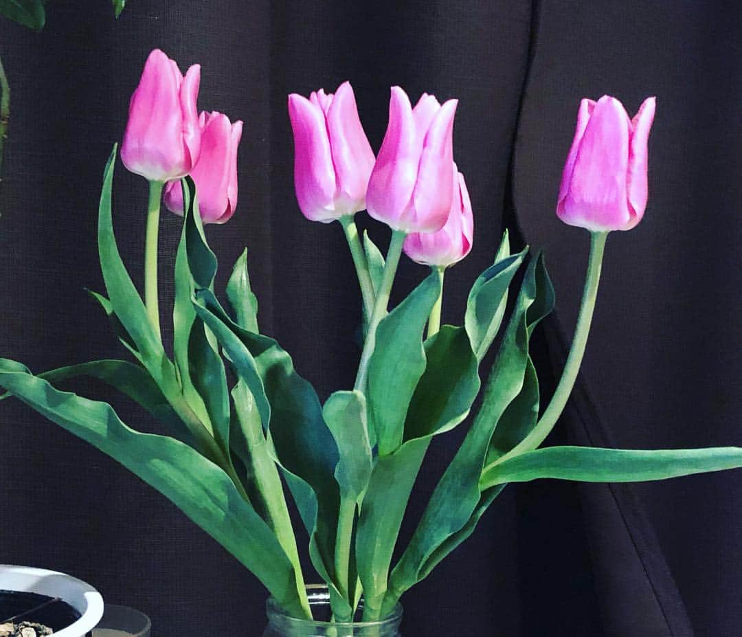 阿部洋子さんのインスタグラム写真 - (阿部洋子Instagram)「* 今週はピンク！ #tulip  #flower  #pink」1月18日 21時55分 - hirocoring