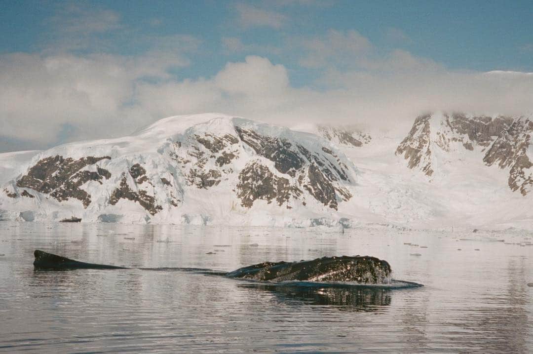 カミラ・ロウさんのインスタグラム写真 - (カミラ・ロウInstagram)「Antarctica on film 🐧 pt.1」1月19日 11時13分 - fingermonkey