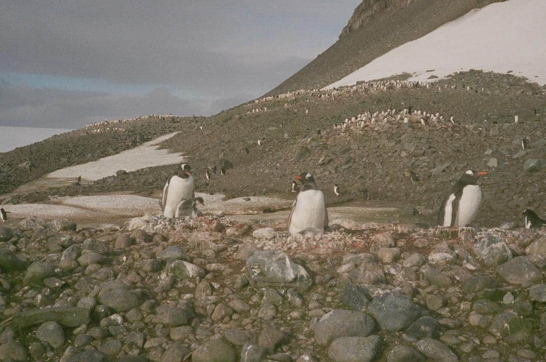 カミラ・ロウさんのインスタグラム写真 - (カミラ・ロウInstagram)「Antarctica on film 🐧 pt.1」1月19日 11時13分 - fingermonkey