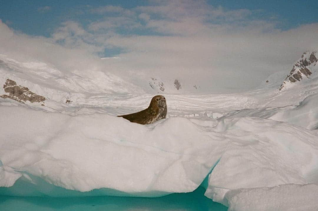 カミラ・ロウさんのインスタグラム写真 - (カミラ・ロウInstagram)「Antarctica on film 🐧 pt.1」1月19日 11時13分 - fingermonkey