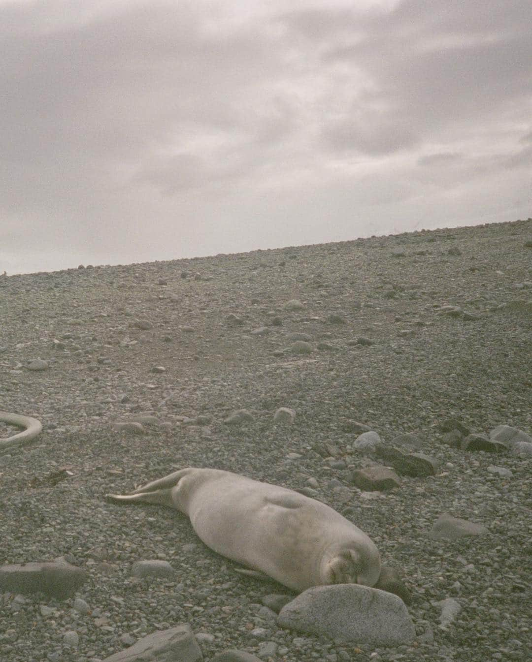 カミラ・ロウさんのインスタグラム写真 - (カミラ・ロウInstagram)「Antarctica on film 🐋 pt.2」1月19日 11時30分 - fingermonkey