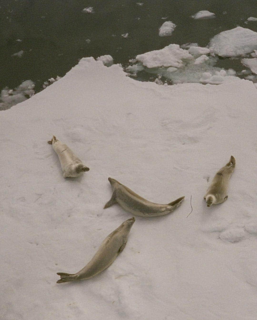 カミラ・ロウさんのインスタグラム写真 - (カミラ・ロウInstagram)「Antarctica on film 🐋 pt.2」1月19日 11時30分 - fingermonkey