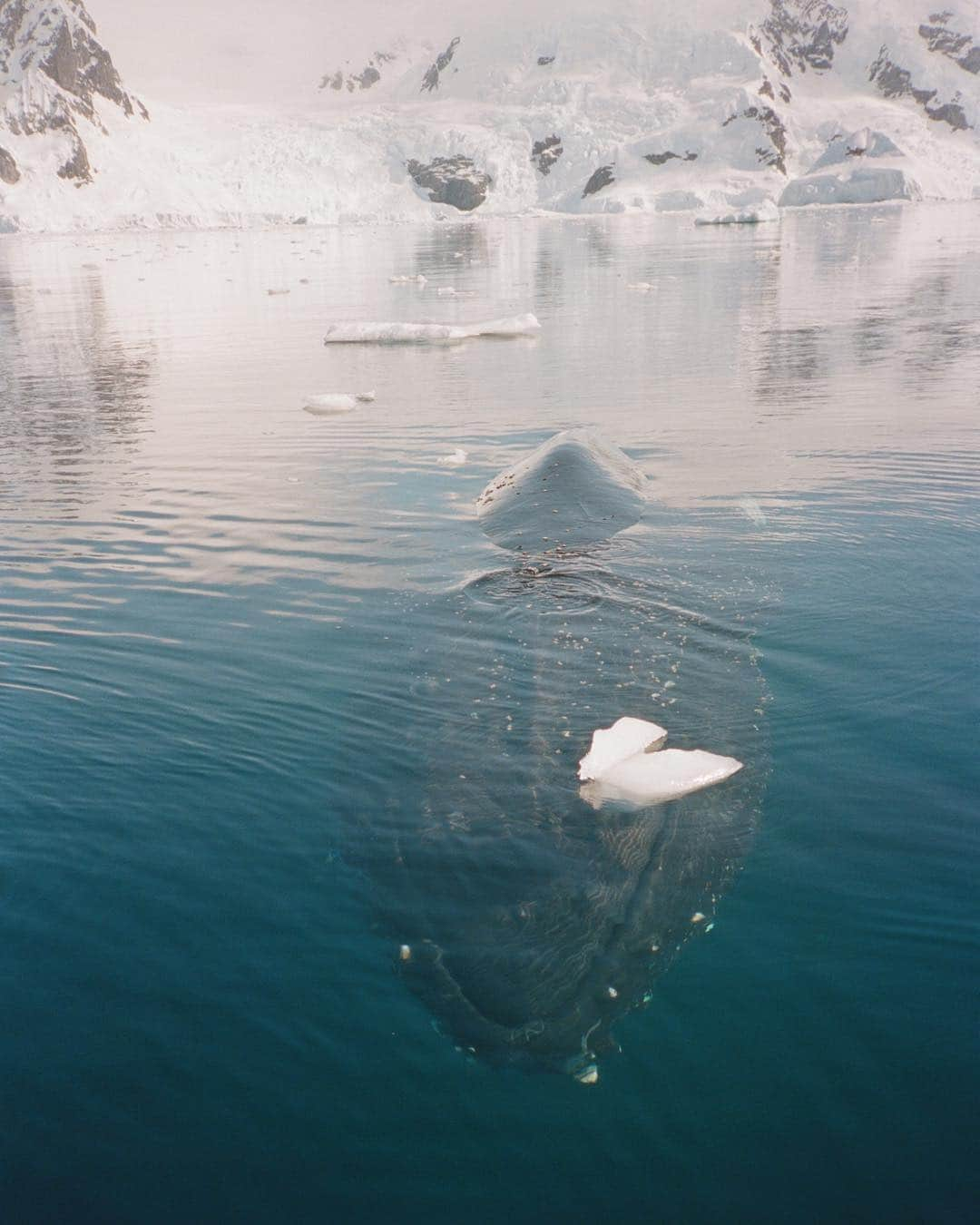 カミラ・ロウさんのインスタグラム写真 - (カミラ・ロウInstagram)「Antarctica on film 🐋 pt.2」1月19日 11時30分 - fingermonkey