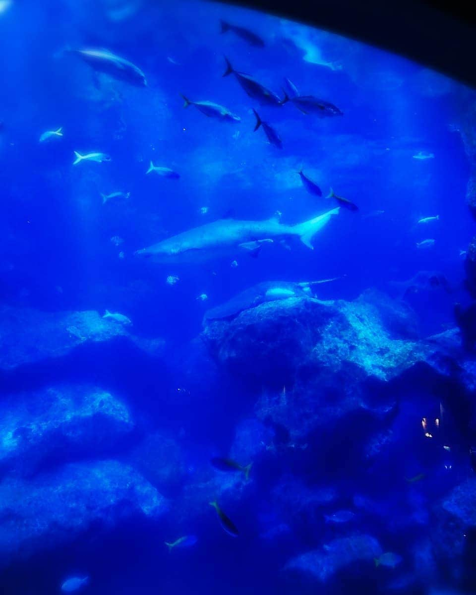 中田有紀さんのインスタグラム写真 - (中田有紀Instagram)「すみだ水族館、イルカはいないけどキレイだしいろいろ工夫されていてよかった😊✨ 金魚の展示はいかにも日本らしい🇯🇵 #すみだ水族館 #金魚 #クラゲ #チンアナゴ #ペンギン #オットセイ #東京大水槽 #江戸リウム #スカイツリー #昼と夕暮れ #東京スカイツリータウン #ソラマチ」1月19日 17時11分 - akinakada0508