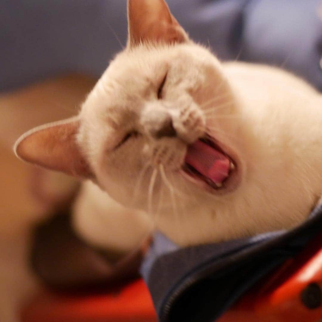 植田佳奈さんのインスタグラム写真 - (植田佳奈Instagram)「#猫 #cat」2月17日 22時11分 - ueda__kana