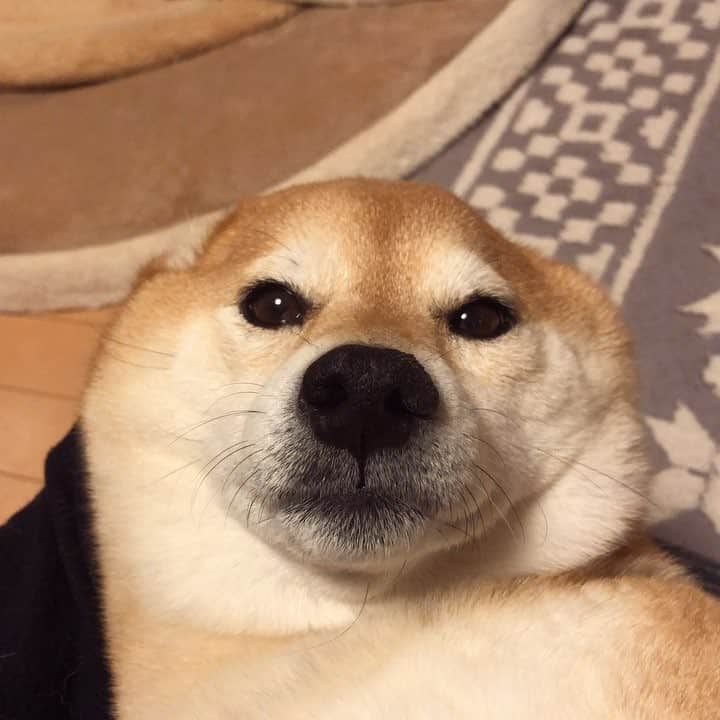 マロたんのインスタグラム：「ぴこーん #shiba #shibainu」