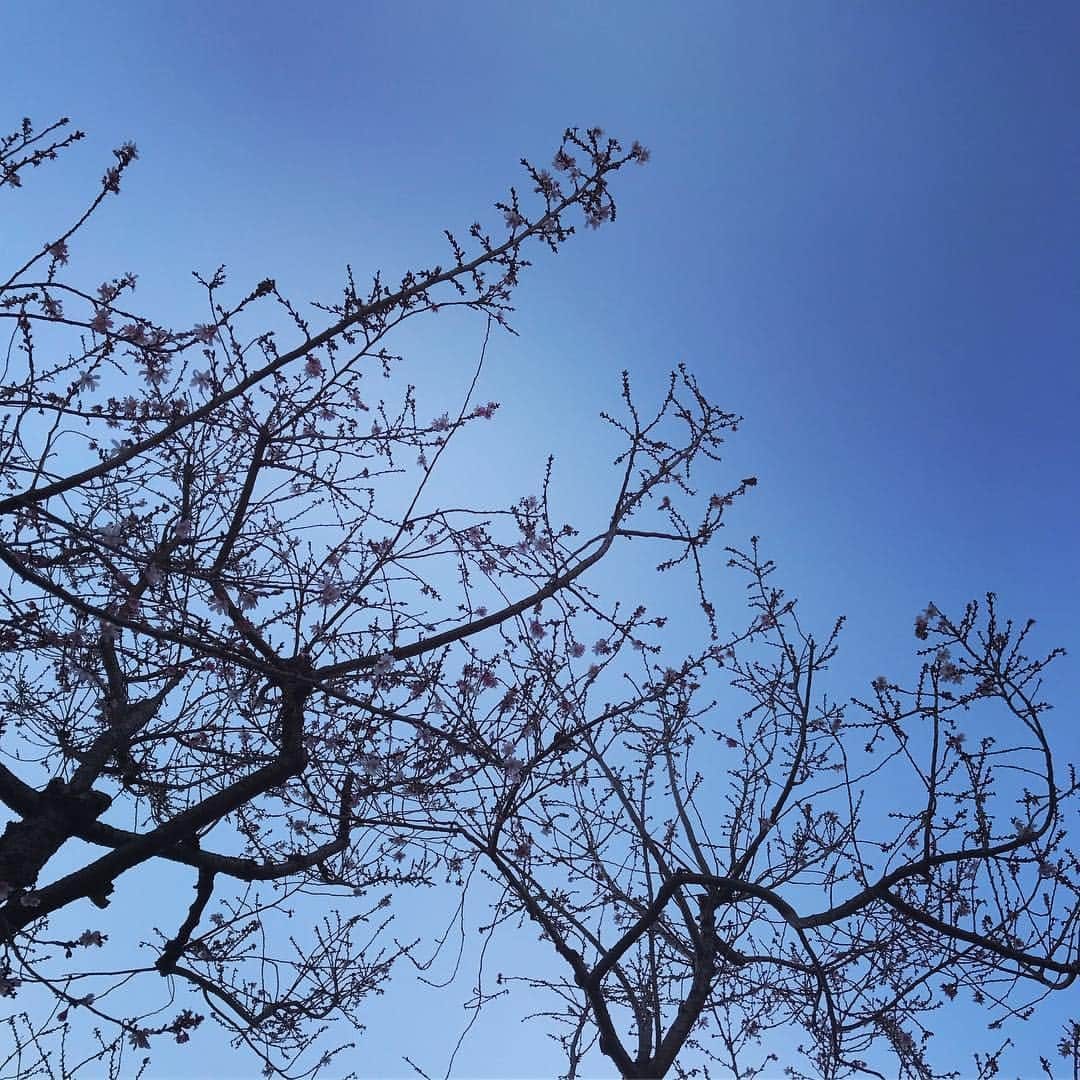 小泉里子さんのインスタグラム写真 - (小泉里子Instagram)「桜が咲いてたよ！もう春だね(^^)」2月17日 16時49分 - satokokoizum1