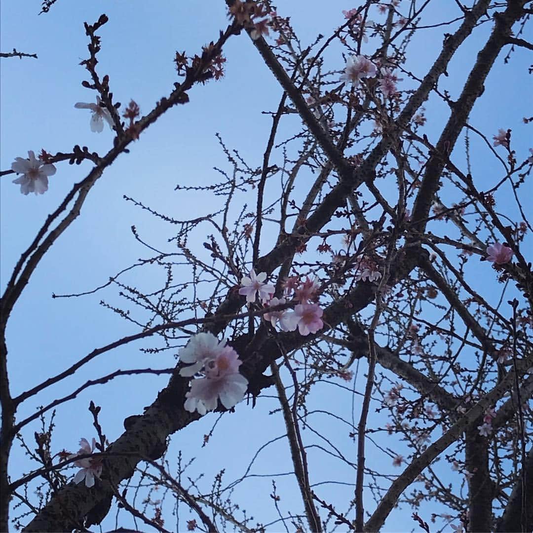 小泉里子さんのインスタグラム写真 - (小泉里子Instagram)「桜が咲いてたよ！もう春だね(^^)」2月17日 16時49分 - satokokoizum1