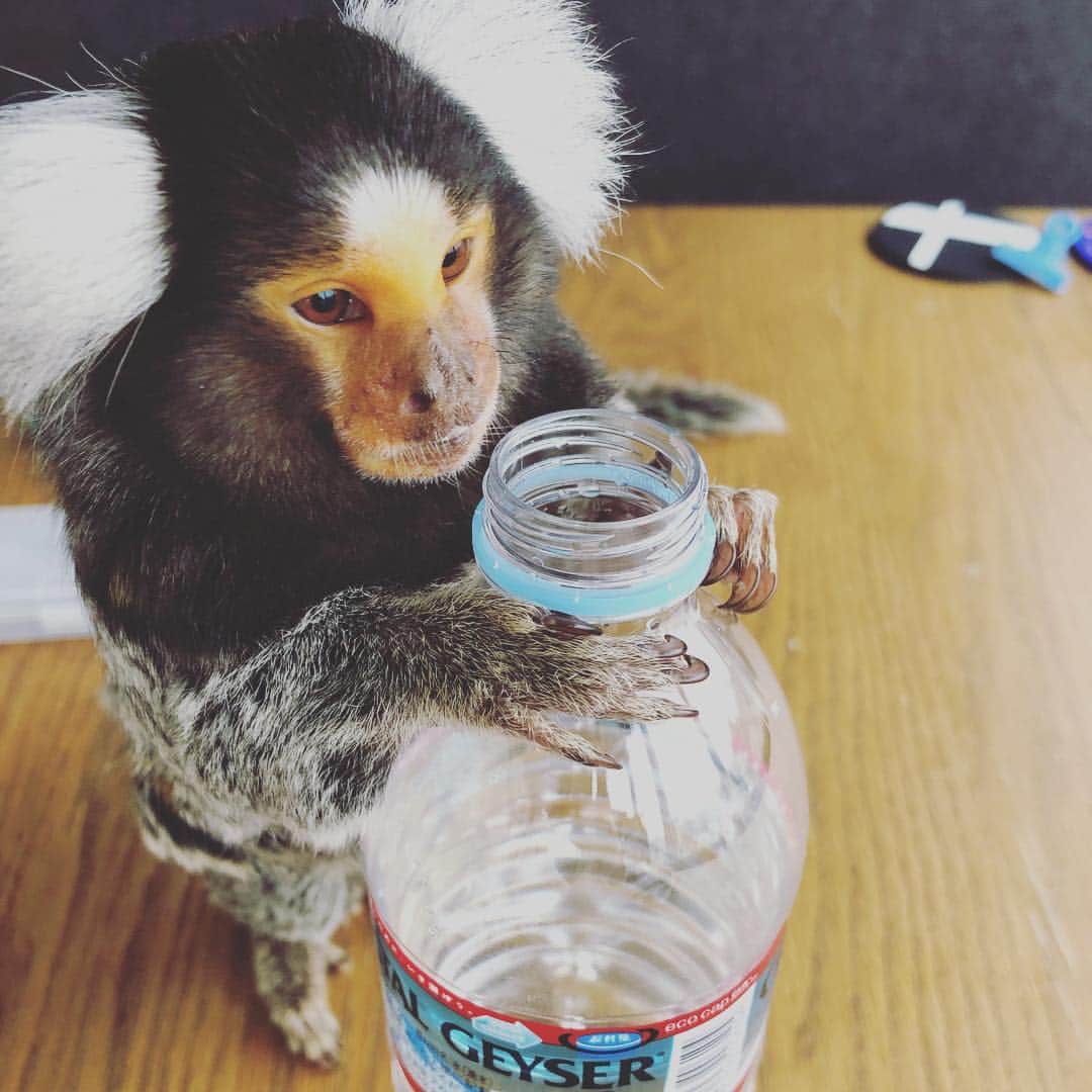 吉河美希のインスタグラム：「💧🐵」