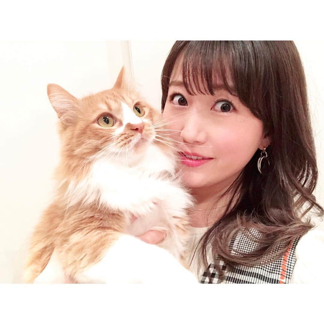 津田麻莉奈さんのインスタグラム写真 - (津田麻莉奈Instagram)「#おはよーちゃん #happyvalentinesday❤️ ⁑ #虎太郎  #ねこ #2歳 #ねこすたぐらむ #ミックス猫 #スコティッシュミックス #cat #catstagram #猫 #ねこ部 #ねこすたぐらむ #猫との暮らし #petstagram #instacat #고양이 #japanesegirl #tokyo #talent #まりなる #津田麻莉奈 #うちの虎太郎くん」2月14日 9時43分 - tsudamarinal