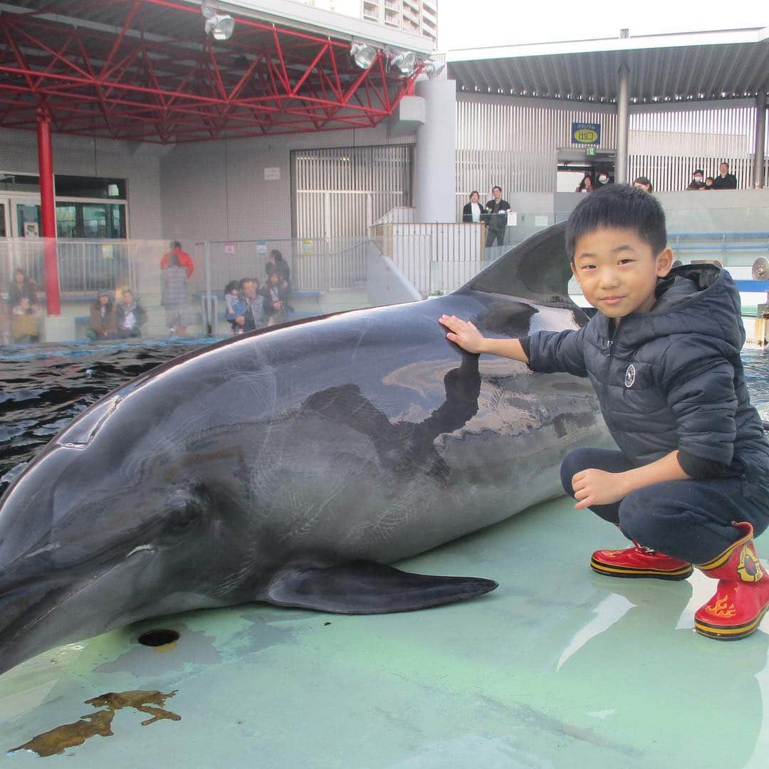 御影倫代のインスタグラム：「Max experienced to train a dolphin! 息子がイルカの調教をしました。 #しながわ水族館 #ジャンプアップ賞」