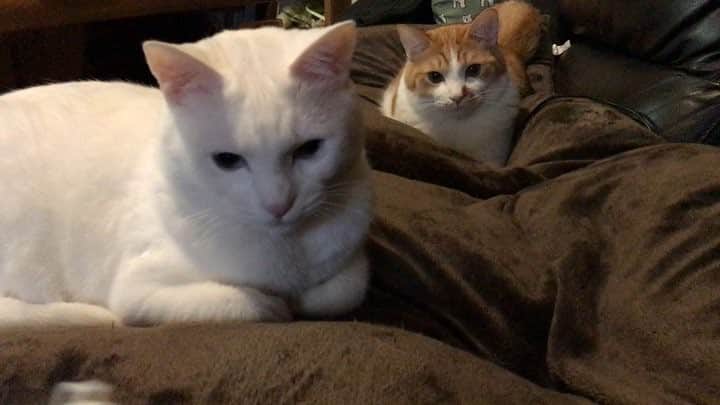 きなり & むぎのインスタグラム