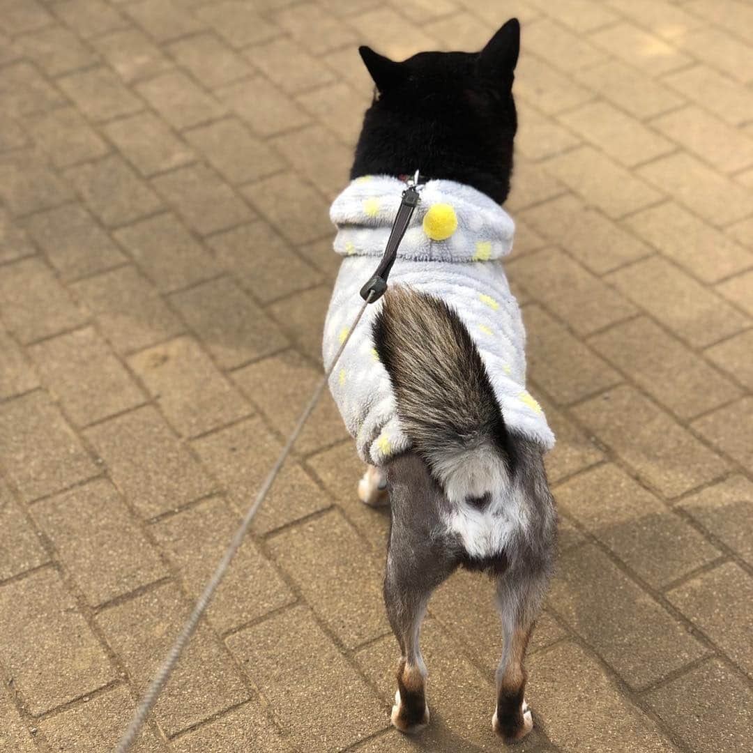 vo_coのインスタグラム：「🖤 今日はバレンタイン 今年も世の男子たちに、こたつからとびきりの❤︎をお届け致します✨ * #バレンタイン #お尻の穴がハート  #shibastagram #instashiba #shiba #shibainu #黒柴 #柴犬」