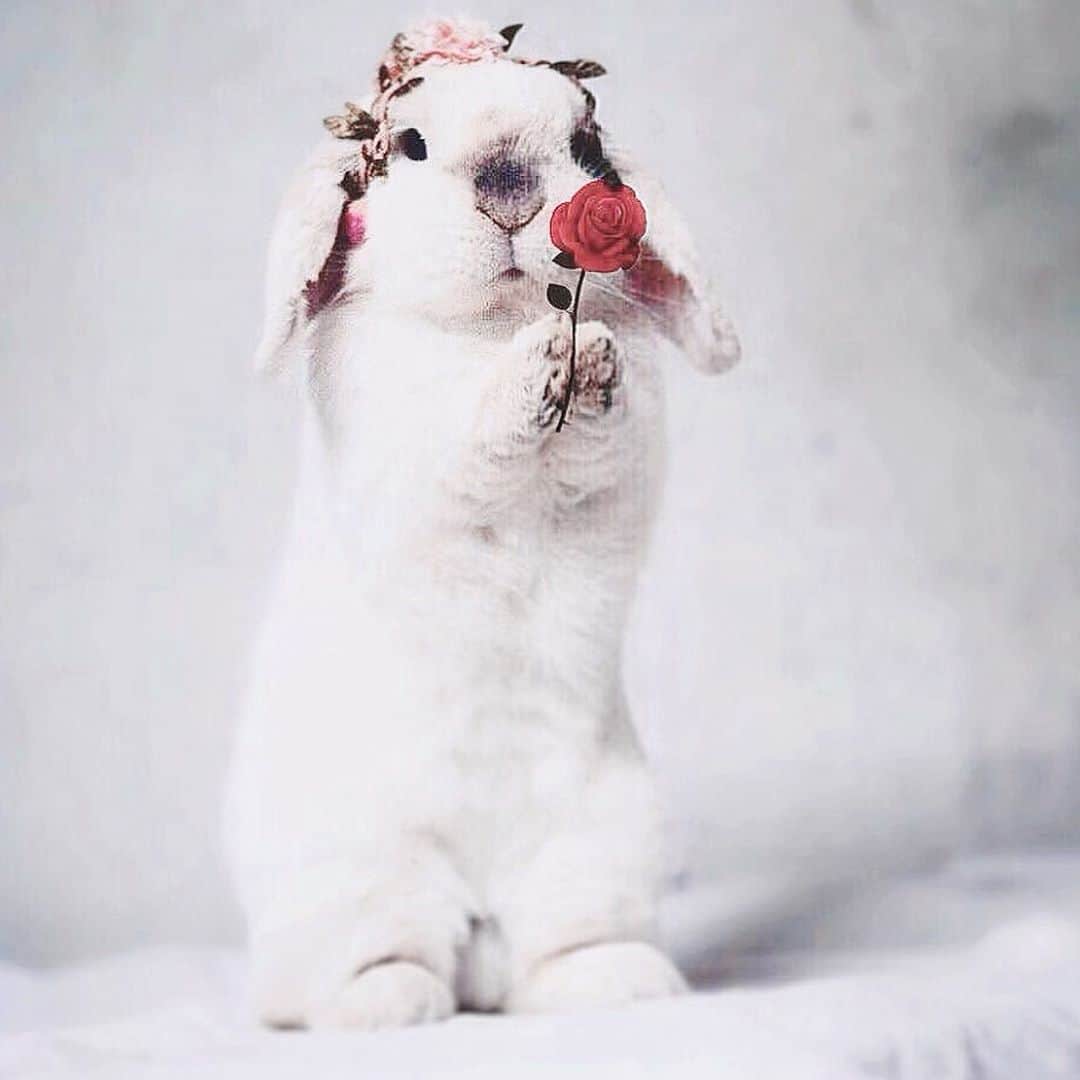 Exempel the bunnyのインスタグラム：「Hoppy Valentines day 🐨❤️」