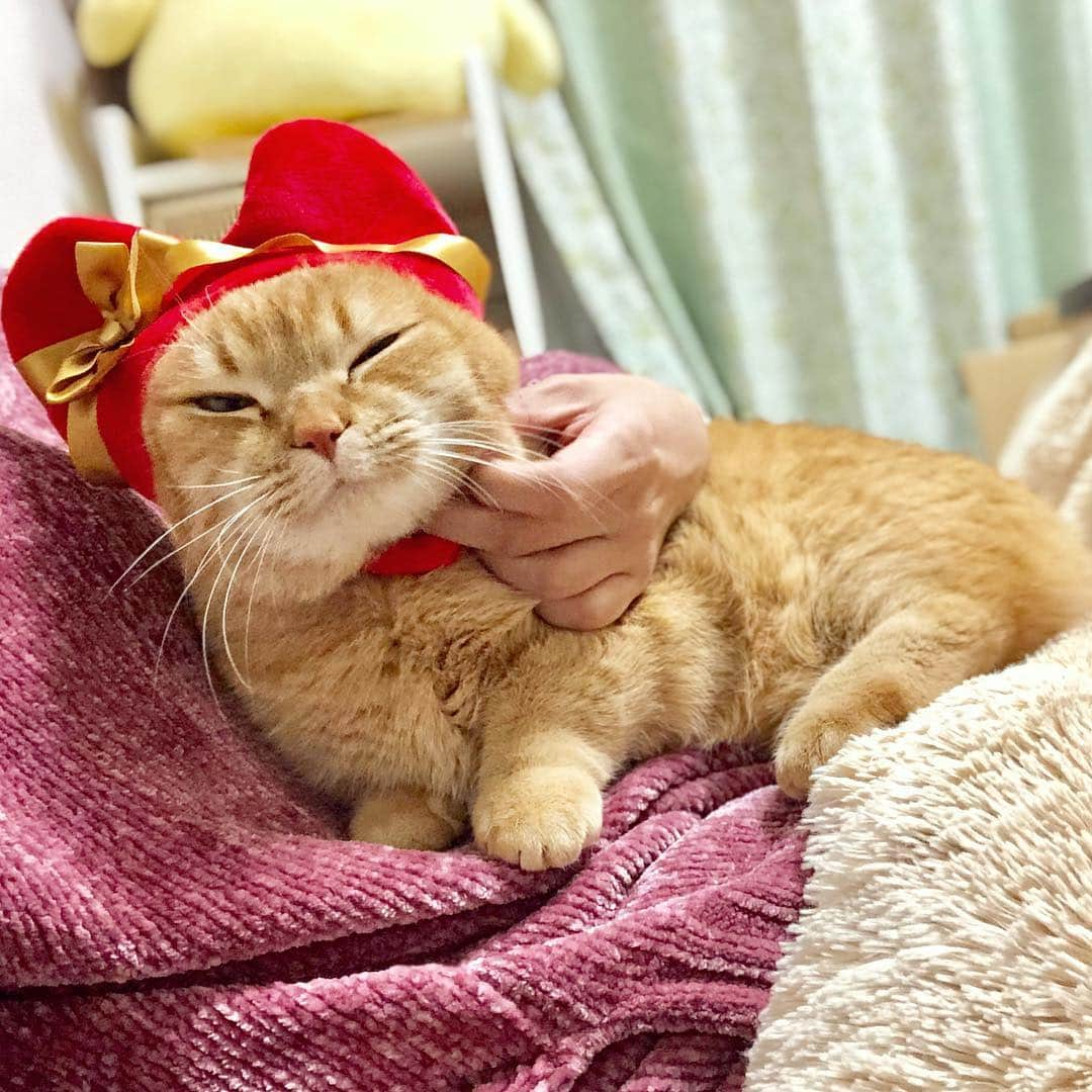 Purin_munchkincatさんのインスタグラム写真 - (Purin_munchkincatInstagram)「Happy Valentinesday😽🍫💕 ハッピーバレンタインデー🥰  プリンは男の子だから、おやつ待ってるにゃよ😻🐾💕 #ねこのかぶりもの シリーズで一番これ好き😍💓 #happyvalentinesday  #ハッピーバレンタイン #ハート #heart」2月14日 21時38分 - purin_nyan