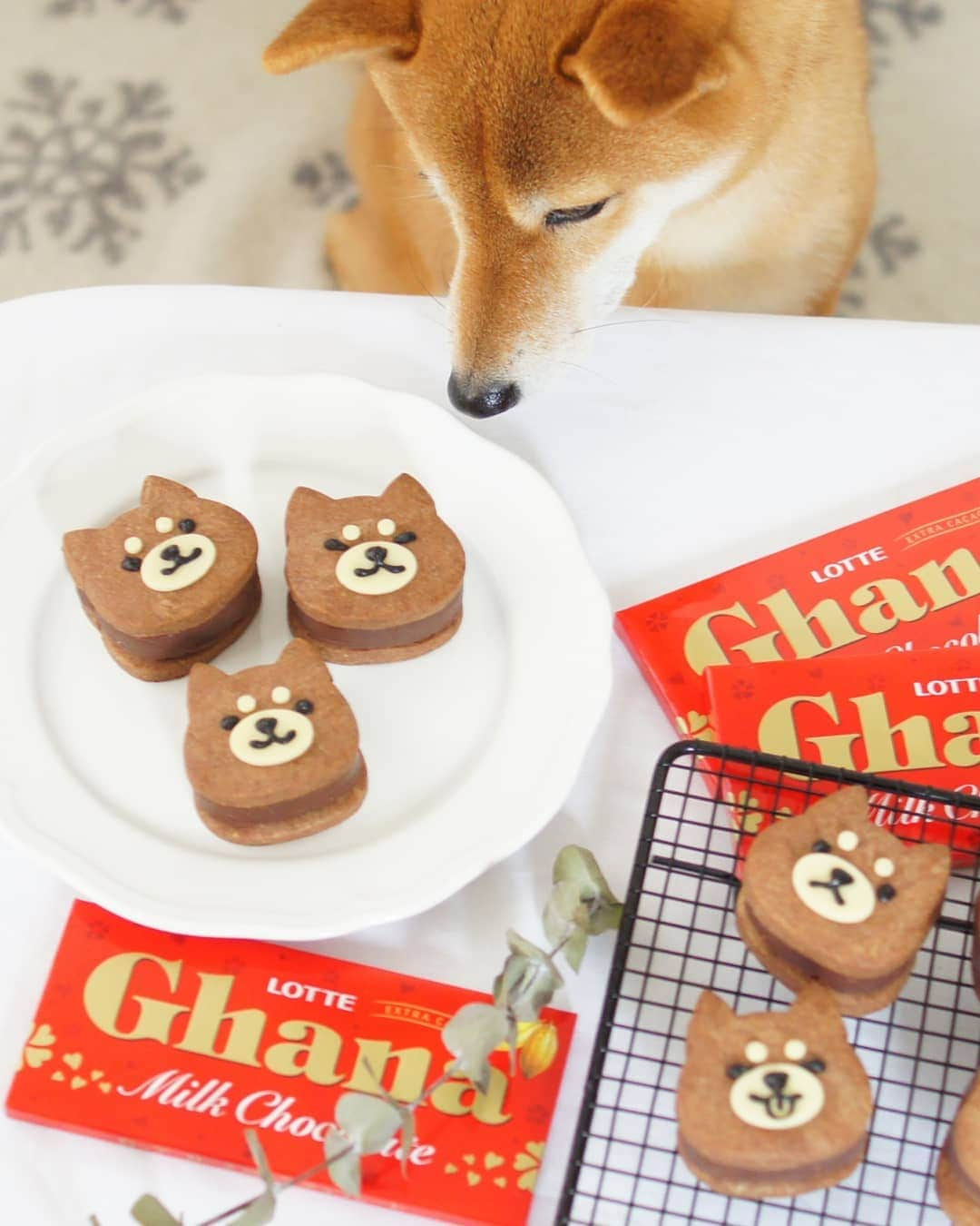 柴犬 ゆりさんのインスタグラム写真 - (柴犬 ゆりInstagram)「2019.2.14 Happy valentine's day💖 ゆり家のバレンタインチョコ② 生チョコサンドサンド🍫  サブレはサクッ、ラム酒入り生チョコは少し固めでバランス最高😋 生チョコの厚みをレシピ無視して適当に作ったら、分厚くて１個で胸いっぱい😫 やっぱりちゃんとレシピ通りに作らなきゃね😅  @igersjp 様の企画に参加しています。#ロッテ 様より#ガーナチョコレート を提供していただきました💕  #手作りチョコガーナ  #生チョコサンドクッキー  #手作りバレンタイン #バレンタイン #おうちごはんlover #homemadecake #柴犬 #犬 #shibainu #shibastagram #dog #dogstagram #dogsofinstaworld #igersjp #valentine #lovehevin @jeanpaulhevin_japon #ペティオバレンタイン #yummy」2月14日 22時22分 - shibainuholic