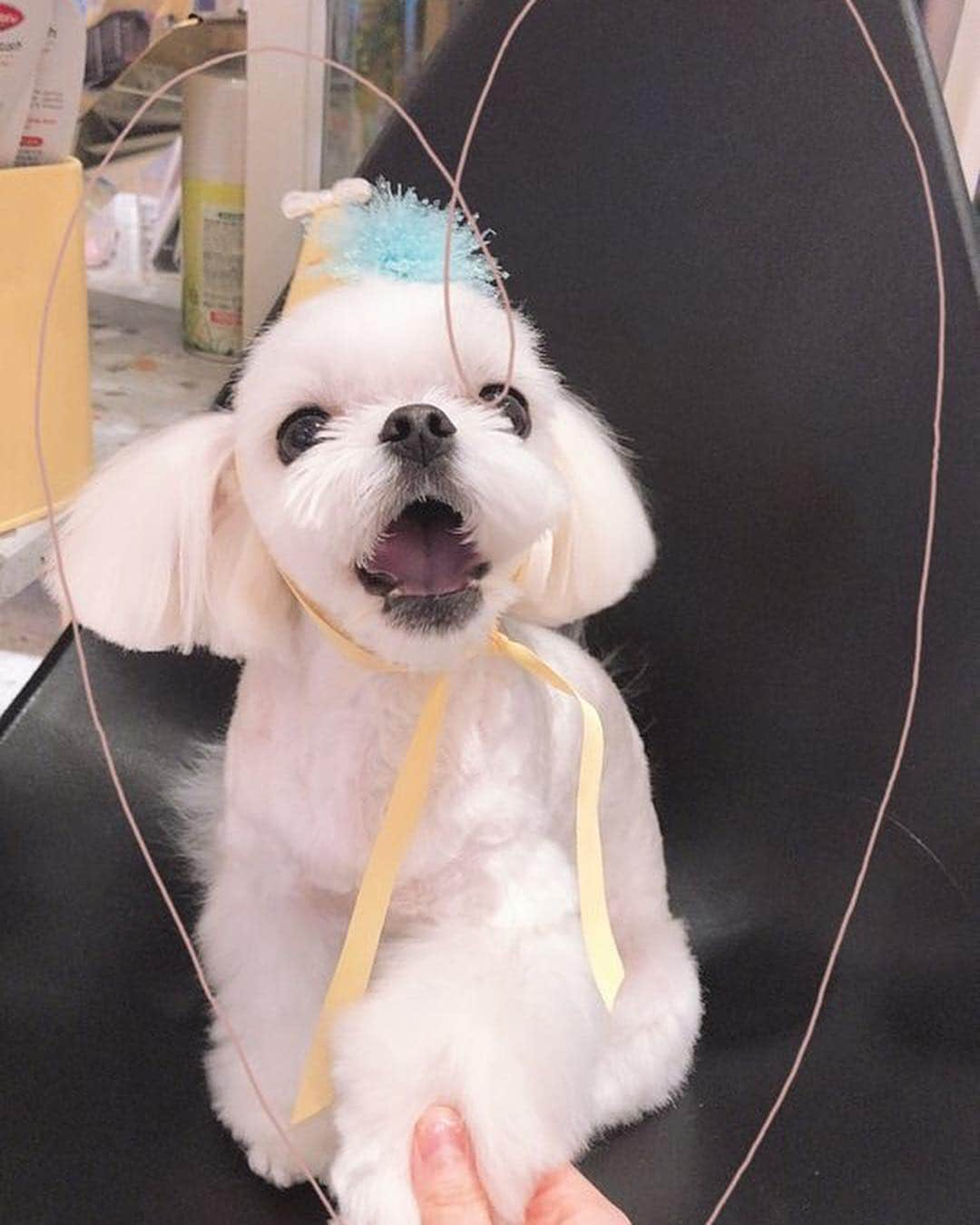 イトゥク さんのインスタグラム写真 - (イトゥク Instagram)「오잉? 앙!! 메롱~~히..🐶」2月14日 22時58分 - xxteukxx