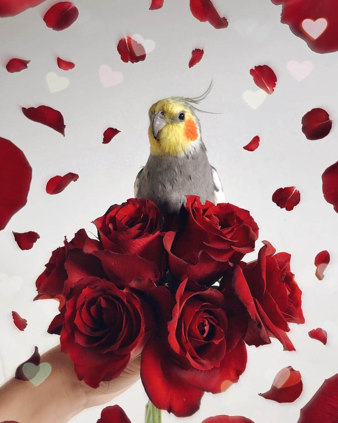 Jackさんのインスタグラム写真 - (JackInstagram)「Happy Valentine’s Day! ❤️」2月15日 0時43分 - jackthecockatiel