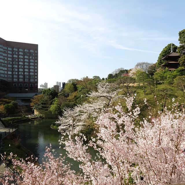 GINZA TANAKA 公式さんのインスタグラム写真 - (GINZA TANAKA 公式Instagram)「ホテル椿山荘東京の庭園では、早春から多彩な桜の競演が繰り広げられます。 ・  #GINZATANAKA ホテル椿山荘東京店では、この期間に「桜フェア」を開催。春の装いにぴったりな彩りのジュエリーと、フェア期間限定の特典をご用意して皆さまをお出迎えいたします。 ・ #GINZATANAKA #ginzatanaka #ギンザタナカ #ホテル椿山荘東京 #椿山荘 #桜フェア #桜 #ジュエリー #特典」2月15日 13時08分 - ginzatanaka_jp