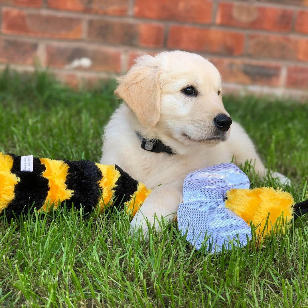 Bombastic Bengalsのインスタグラム：「Bee my Valentine 🐝❤️ . . . . . . . . . #puppylove #valentine #valentinesday #love #ilovemypuppy #goldenretriever #goldenglobes #golden #goldenretrieverpuppy #dogstagram #puppiesofinstagram #goldenretrieversofinstagram #goldens #dailybarker #ilovegoldenretrievers #instapuppy #instadog #puppy #dogoftheday #picoftheday #bestoftheday #doglovers #dog_features」