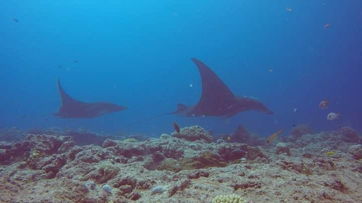 alize 「アリゼ」のインスタグラム：「昨日の#マンタ #alizedive #newcaledonia #noumea #diving #diver #divermag #nouvellecaledonie #gopro  #underwaterphoto #ニューカレドニア #ダイビング #水中動画 #ダイビング好きな人と繋がりたい #mantatrust #ブラックマンタ #海 #movie #nature @alizedive」