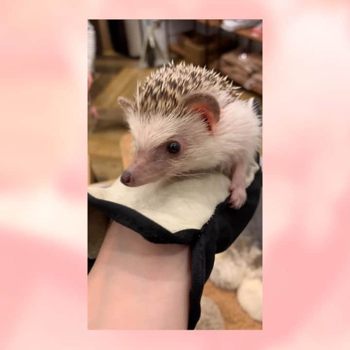 福田典子のグルメインスタ